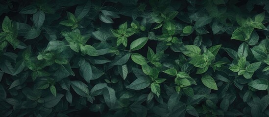 Green plant with leaves on black, leafy background