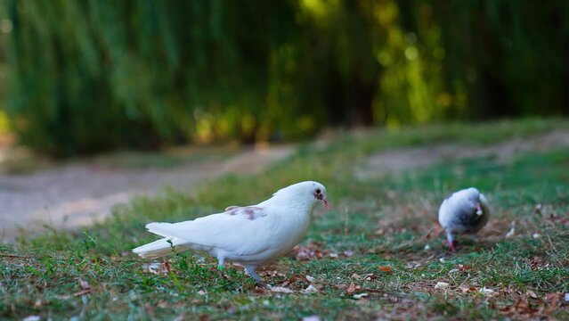 A pair of white pigeons in search for food. Wild birds pick the bread crumbs in the grass. Close up.