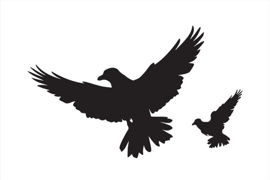 bird  vector illustration