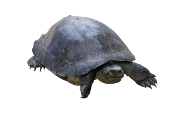 The Giant Asian pond turtle inhabits rivers, isolated.