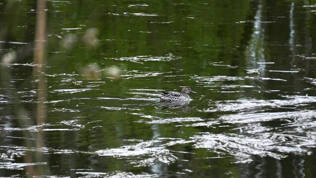wild duck swims across a pond slomotion 4K