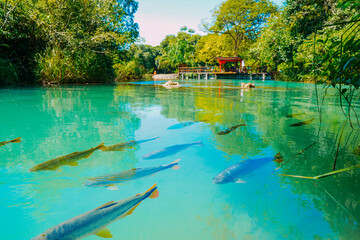 Fish swim in the crystal clear waters of the Formoso River, in the municipal resort of Bonito, in...