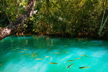 Fish swim in the crystal clear waters of the Formoso River, in the municipal resort of Bonito, in Mato Grosso do Sul. The city is one of the main ecotourism destinations in Brazil