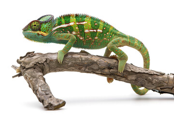 a chameleon on a tree branch, on a white background