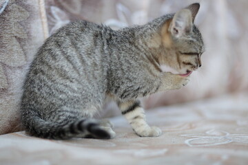 squirrel on the tree