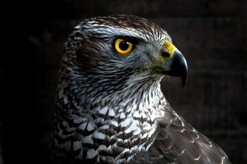 Hawk Close Up Bird Prey Portrait Wild Animal