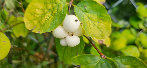 A branch with fruits of the common snowberry, Symphoricarpos albus.