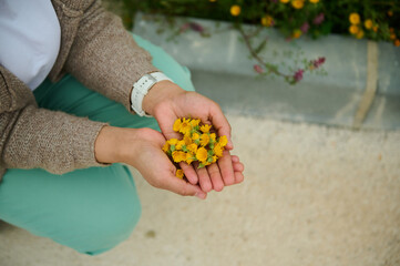 Top view woman's hands holding picked calendula flowers. View from above. Female herbalist...