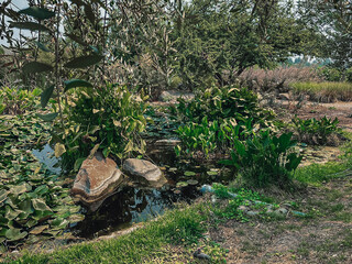 Wetland with rocks and water plants in Santa Cruz, Chile. 