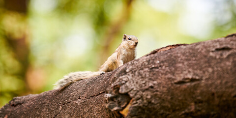 Cute little chipmunk sitting on tree branch in green park and looking around, fluffy tailed tiny...
