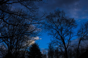 Obraz premium sunset in the woods