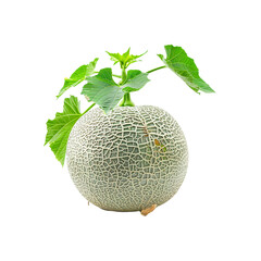 Sweet Green melons isolated on white background, Melon or cantaloupe isolated on transparent background With clipping path.