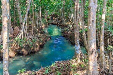 Mangrove Crystal Clear Water Stream Canal Tha Pom Klong Song Nam Mangrove Wetland Krabi Thailand