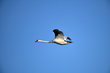 Postkartenmotiv: Fliegender, dicker Schwan (Cygnus) in Seitenansicht oben am klaren, hellblauen Himmel mit viel Textfreiraum