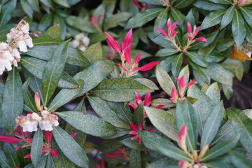 red pink flowers and green leaves