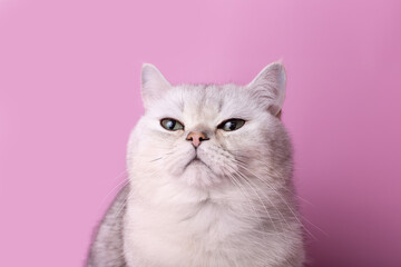 A close-up of a serious white cat, highlighted on a pink background, looks away