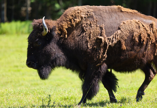 Bison t&ecirc;te et corps, perd sa fourrure, horizontal