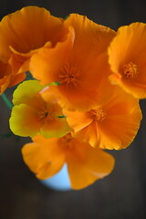 Obraz na płótnie Canvas yellow and orange flower