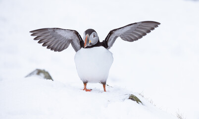 Atlantic puffin with wings stretched
