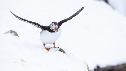 Atlantic puffin with wings stretched