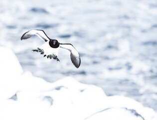 razorbill bird in flight