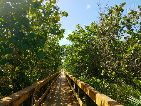 Wooden Path and Sky