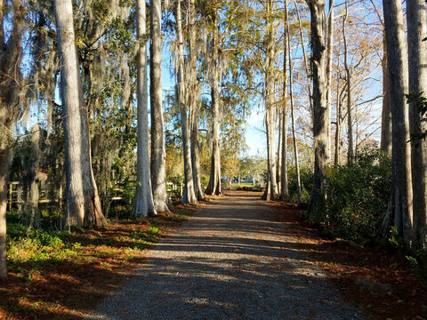 Pathway with Trees