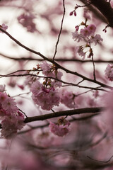 Kirschblüten