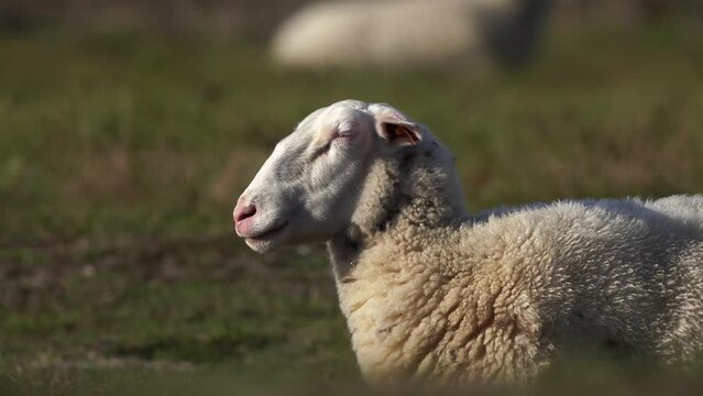  A beautiful sheep sleeping in the sunlight