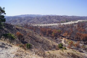 Desolate landscape with burnt vegetation in the island of Rhodes, Greece, after the wildfires in...