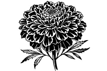 Marigold Flower silhouette  vector art illustration
