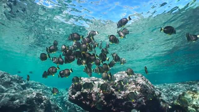 Shoal of fish underwater below water surface on a rocky reef (whitespotted surgeonfish, Acanthurus guttatus), natural scene, Pacific ocean, French Polynesia, Huahine