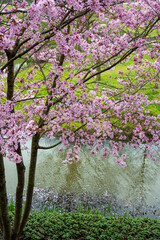 Spring blossom of pink sakura cherry tree in Japan