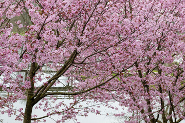 Spring blossom of pink sakura cherry tree in Japan