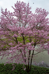 Spring blossom of pink sakura cherry tree in Japan