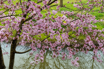 Spring blossom of pink sakura cherry tree in Japan