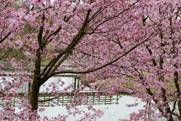 Spring blossom of pink sakura cherry tree in Japan and wooden bridge on background