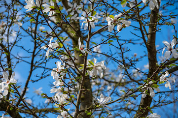 Spring blossom of white magnolia tree in sunny day with blue sky, seasonal flowers