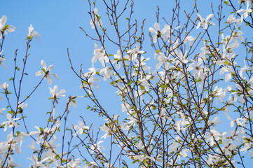 Spring blossom of white magnolia tree in sunny day with blue sky, seasonal flowers