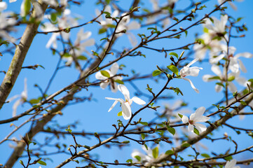 Spring blossom of white magnolia tree in sunny day with blue sky, seasonal flowers