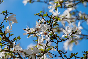 Spring blossom of white magnolia tree in sunny day with blue sky, seasonal flowers