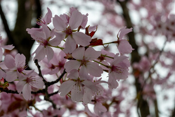 Spring blossom of Japanese white sakura tree, floral background
