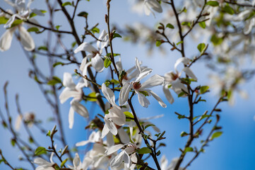 Spring blossom of white magnolia tree in sunny day with blue sky, seasonal flowers