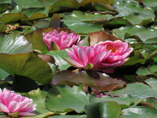 pink water lily