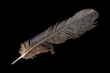 brown feather black isolated background