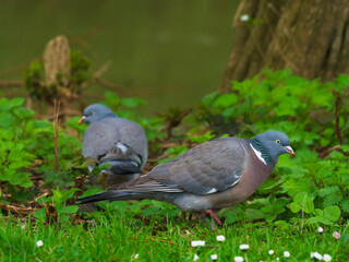 pigeon on the grass