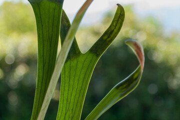 Elkhorn fern (Platycerium bifurcatum), Valle de Bravo, Mexico State, Mexico