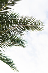 palm tree leaves with blue sky as background