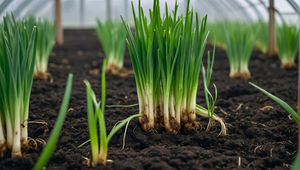 Fototapeta premium green onions in the greenhouse