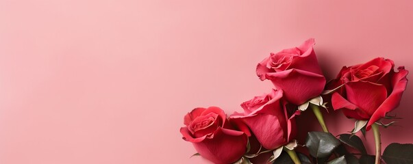 Blooming red rose flowers on pink background